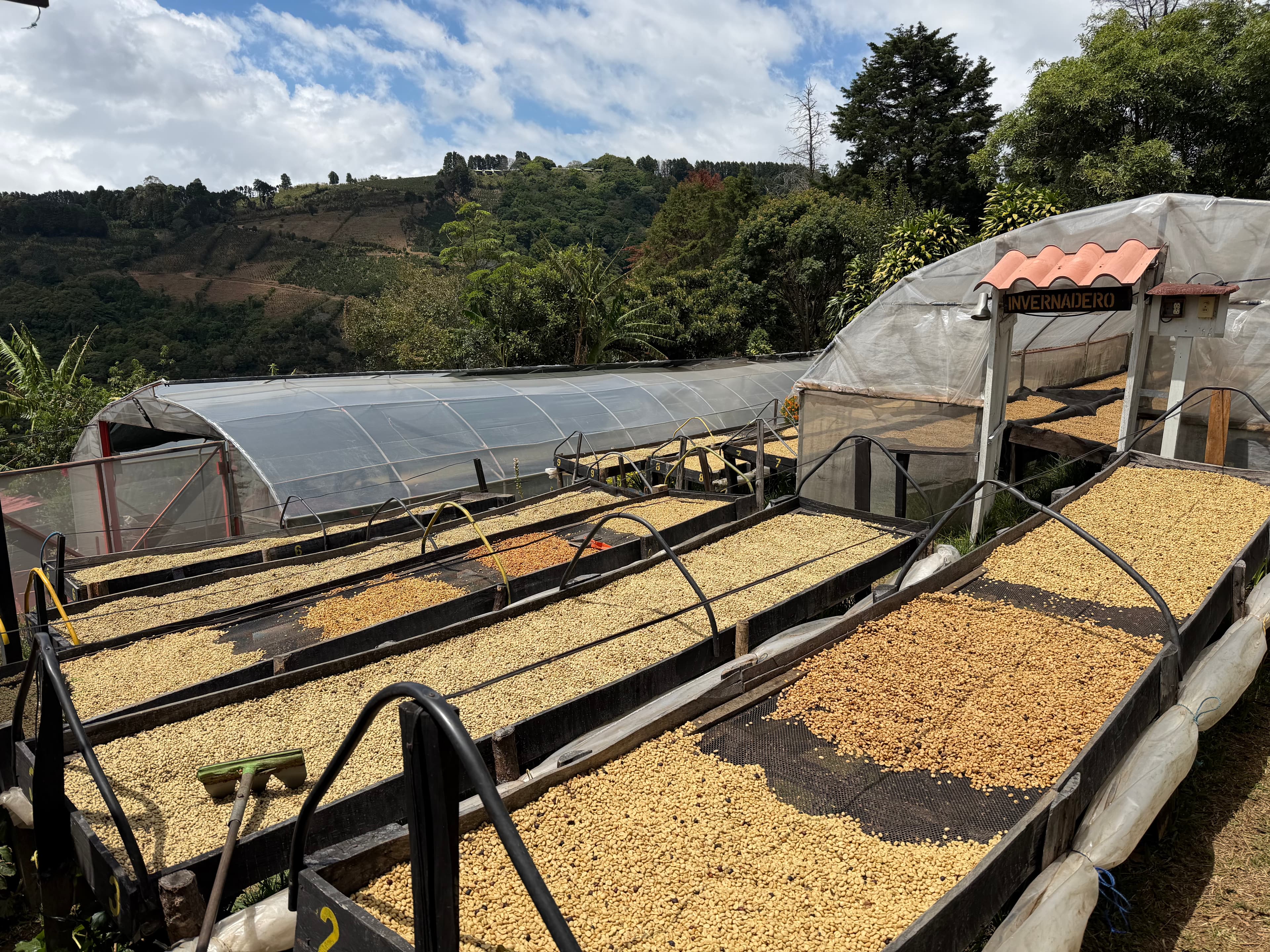 Parchment coffee drying on the patio